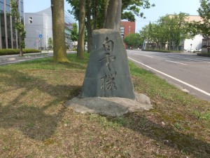 白雲桜の碑