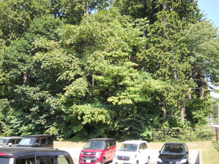 七重官園のヒノキ林