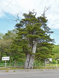 常代の松